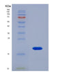 SDS-PAGE analysis of Human RNASE4 (Ribonuclease 4) - Recombinant Protein, showing >90% purity under 15% SDS-PAGE (Reduced)