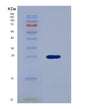 SDS-PAGE analysis of Human YBX1 (Y-Box-Binding Protein 1) - Recombinant Protein, showing >90% purity under 15% SDS-PAGE (Reduced)