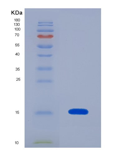 SDS-PAGE analysis of Human COX5B (Cytochrome C Oxidase Subunit 5B, Mitochondrial) - Recombinant Protein, showing >95% purity under 15% SDS-PAGE (Reduced)