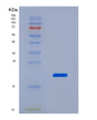 SDS-PAGE analysis of Human HSPD1 (60 Kda Heat Shock Protein, Mitochondrial) - Recombinant Protein, CAT# BLT-08381P showing >95% purity under 15% SDS-PAGE (Reduced)