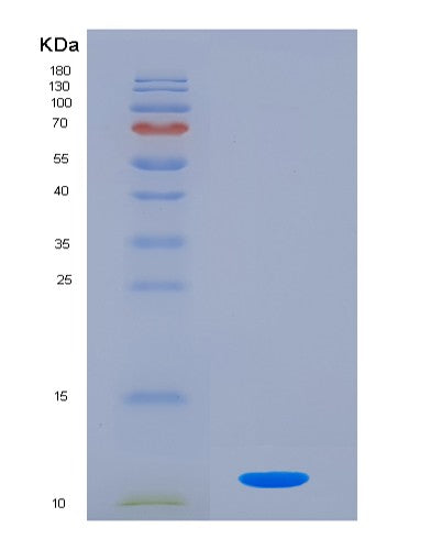 SDS-PAGE analysis of Mouse Cxcl2 (C-X-C Motif Chemokine 2) - Recombinant Protein, showing >85% purity under 15% SDS-PAGE (Reduced)