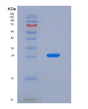 SDS-PAGE analysis of Human CLU (Clusterin) - Recombinant Protein, showing >95% purity under 15% SDS-PAGE (Reduced)