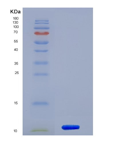 SDS-PAGE analysis of Human HSPA8 (Heat Shock Cognate 71 Kda Protein) - Recombinant Protein, showing >90% purity under 15% SDS-PAGE (Reduced)