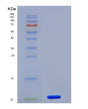 SDS-PAGE analysis of Human HSPA8 (Heat Shock Cognate 71 Kda Protein) - Recombinant Protein, showing >90% purity under 15% SDS-PAGE (Reduced)