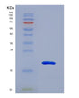 SDS-PAGE analysis of Mouse Mmp9 (Matrix Metalloproteinase-9) - Recombinant Protein, showing >90% purity under 15% SDS-PAGE (Reduced)