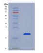 SDS-PAGE analysis of Mouse Crbn (Protein Cereblon) - Recombinant Protein, showing >90% purity under 15% SDS-PAGE (Reduced)