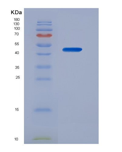 SDS-PAGE analysis of Mouse Pla2g7 (Platelet-Activating Factor Acetylhydrolase) - Recombinant Protein, showing >90% purity under 15% SDS-PAGE (Reduced)
