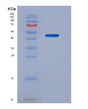 SDS-PAGE analysis of Mouse Pla2g7 (Platelet-Activating Factor Acetylhydrolase) - Recombinant Protein, showing >90% purity under 15% SDS-PAGE (Reduced)