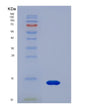 SDS-PAGE analysis of Human ANXA3 (Annexin A3) - Recombinant Protein, showing >90% purity under 15% SDS-PAGE (Reduced)