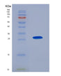 SDS-PAGE analysis of Human CKMT1A (Creatine Kinase U-Type, Mitochondrial) - Recombinant Protein, showing >85% purity under 15% SDS-PAGE (Reduced)