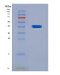 SDS-PAGE analysis of Human BMP2 (Bone Morphogenetic Protein 2) - Recombinant Protein, showing >95% purity under 15% SDS-PAGE (Reduced)
