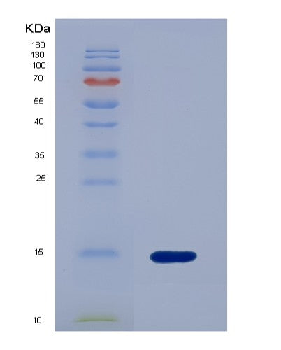 SDS-PAGE analysis of Human BMP4 (Bone Morphogenetic Protein 4) - Recombinant Protein, showing >85% purity under 15% SDS-PAGE (Reduced)