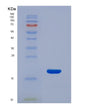 SDS-PAGE analysis of Human RNASE3 (Eosinophil Cationic Protein) - Recombinant Protein, showing >90% purity under 15% SDS-PAGE (Reduced)