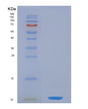 SDS-PAGE analysis of Human CCL5 (C-C Motif Chemokine 5) - Recombinant Protein, showing >90% purity under 15% SDS-PAGE (Reduced)