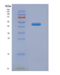 SDS-PAGE analysis of Human ELANE (Neutrophil Elastase) - Recombinant Protein, showing >90% purity under 15% SDS-PAGE (Reduced)