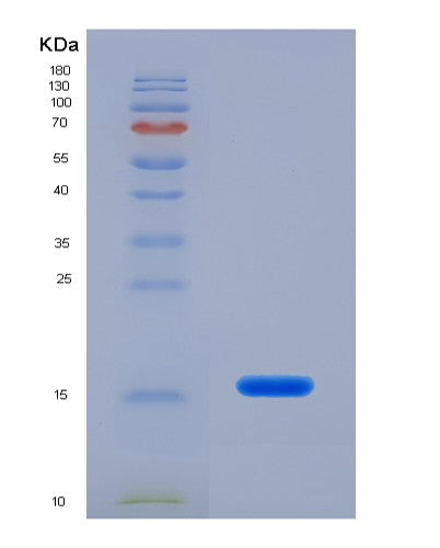 SDS-PAGE analysis of Human PDIA4 (Protein Disulfide-Isomerase A4) - Recombinant Protein, showing >85% purity under 15% SDS-PAGE (Reduced)
