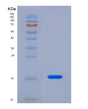 SDS-PAGE analysis of Human PDIA4 (Protein Disulfide-Isomerase A4) - Recombinant Protein, showing >85% purity under 15% SDS-PAGE (Reduced)