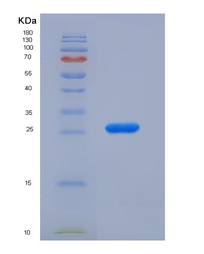 SDS-PAGE analysis of Mouse Gsta1 (Glutathione S-Transferase A1) - Recombinant Protein, showing >90% purity under 15% SDS-PAGE (Reduced)