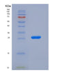 SDS-PAGE analysis of Mouse Gsta1 (Glutathione S-Transferase A1) - Recombinant Protein, showing >90% purity under 15% SDS-PAGE (Reduced)