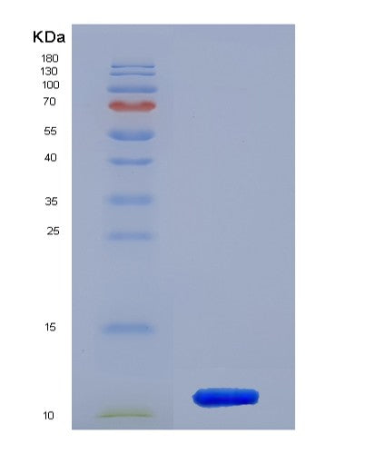 SDS-PAGE analysis of Mouse S100a6 (Protein S100-A6) - Recombinant Protein, showing >95% purity under 15% SDS-PAGE (Reduced)