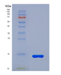 SDS-PAGE analysis of Human MIF (Macrophage Migration Inhibitory Factor) - Recombinant Protein, showing >95% purity under 15% SDS-PAGE (Reduced)
