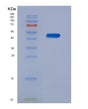 SDS-PAGE analysis of Human NCF1 (Neutrophil Cytosol Factor 1) - Recombinant Protein, showing >85% purity under 15% SDS-PAGE (Reduced)