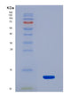 SDS-PAGE analysis of Human PKM (Pyruvate Kinase Pkm) - Recombinant Protein, showing >90% purity under 15% SDS-PAGE (Reduced)