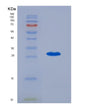 SDS-PAGE analysis of Human PTGES2 (Prostaglandin E Synthase 2) - Recombinant Protein, showing >90% purity under 15% SDS-PAGE (Reduced)