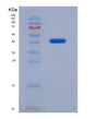 SDS-PAGE analysis of Human GLUL (Glutamine Synthetase) - Recombinant Protein, showing >85% purity under 15% SDS-PAGE (Reduced)