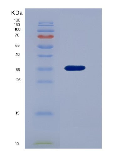 SDS-PAGE analysis of Human HTN3 (Histatin-3) - Recombinant Protein, showing >90% purity under 15% SDS-PAGE (Reduced)