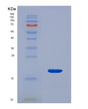 SDS-PAGE analysis of Human CD46 (Membrane Cofactor Protein) - Recombinant Protein, showing >85% purity under 15% SDS-PAGE (Reduced)