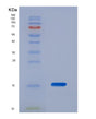 SDS-PAGE analysis of Mouse Lgals1 (Galectin-1) - Recombinant Protein, showing >90% purity under 15% SDS-PAGE (Reduced)