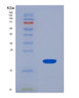 SDS-PAGE analysis of Human FABP6 (Gastrotropin) - Recombinant Protein, showing >90% purity under 15% SDS-PAGE (Reduced)