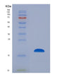 SDS-PAGE analysis of Human FABP9 (Fatty Acid-Binding Protein 9) - Recombinant Protein, showing >90% purity under 15% SDS-PAGE (Reduced)
