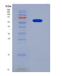 SDS-PAGE analysis of Mouse Prg4 (Proteoglycan 4) - Recombinant Protein, showing >90% purity under 15% SDS-PAGE (Reduced)