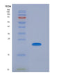 SDS-PAGE analysis of Human CPE (Carboxypeptidase E) - Recombinant Protein, showing >85% purity under 15% SDS-PAGE (Reduced)