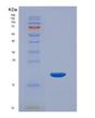 SDS-PAGE analysis of Human HBA1 (Hemoglobin Subunit Alpha) - Recombinant Protein, showing >90% purity under 15% SDS-PAGE (Reduced)
