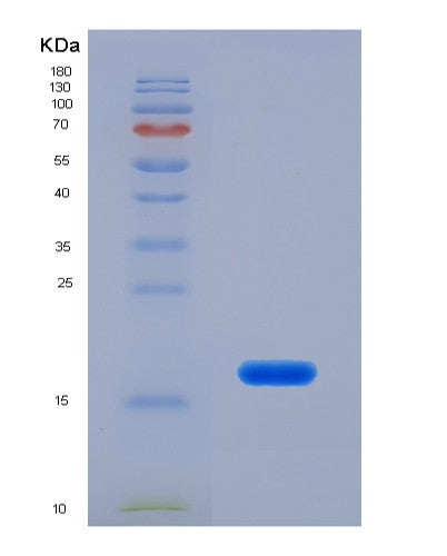 SDS-PAGE analysis of Human IL13 (Interleukin-13) - Recombinant Protein, showing >90% purity under 15% SDS-PAGE (Reduced)
