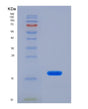 SDS-PAGE analysis of Human IL13 (Interleukin-13) - Recombinant Protein, showing >90% purity under 15% SDS-PAGE (Reduced)
