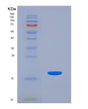SDS-PAGE analysis of Human HMGA1 (High Mobility Group Protein Hmg-I/Hmg-Y) - Recombinant Protein, showing >85% purity under 15% SDS-PAGE (Reduced)