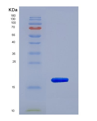 SDS-PAGE analysis of Mouse Ppia (Peptidyl-Prolyl Cis-Trans Isomerase A) - Recombinant Protein, showing >95% purity under 15% SDS-PAGE (Reduced)