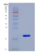 SDS-PAGE analysis of Mouse Ppia (Peptidyl-Prolyl Cis-Trans Isomerase A) - Recombinant Protein, showing >95% purity under 15% SDS-PAGE (Reduced)