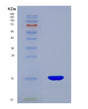 SDS-PAGE analysis of Human ENG (Endoglin) - Recombinant Protein, showing >85% purity under 15% SDS-PAGE (Reduced)