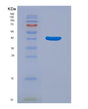 SDS-PAGE analysis of Human PTPN1 (Tyrosine-Protein Phosphatase Non-Receptor Type 1) - Recombinant Protein, showing >95% purity under 15% SDS-PAGE (Reduced)