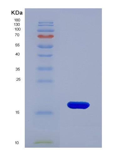 SDS-PAGE analysis of Mouse Cxcl9 (C-X-C Motif Chemokine 9) - Recombinant Protein, showing >90% purity under 15% SDS-PAGE (Reduced)