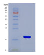 SDS-PAGE analysis of Mouse Cxcl9 (C-X-C Motif Chemokine 9) - Recombinant Protein, showing >90% purity under 15% SDS-PAGE (Reduced)