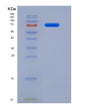 SDS-PAGE analysis of Human SDC1 (Syndecan-1) - Recombinant Protein, showing >90% purity under 15% SDS-PAGE (Reduced)