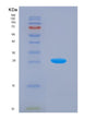 SDS-PAGE analysis of Human GNAZ (Guanine Nucleotide-Binding Protein G(Z) Subunit Alpha) - Recombinant Protein, showing >85% purity under 15% SDS-PAGE (Reduced)
