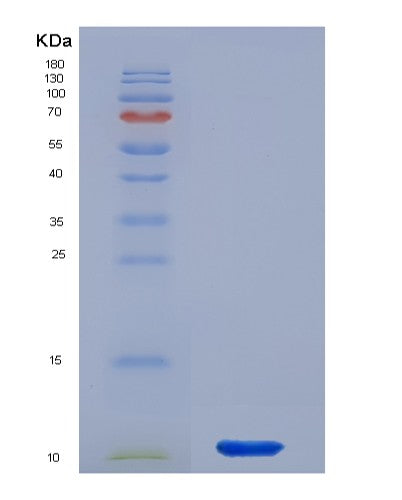 SDS-PAGE analysis of Human CXCL2 (C-X-C Motif Chemokine 2) - Recombinant Protein, showing >90% purity under 15% SDS-PAGE (Reduced)
