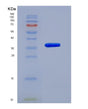 SDS-PAGE analysis of Human CHI3L2 (Chitinase-3-Like Protein 2) - Recombinant Protein, showing >90% purity under 15% SDS-PAGE (Reduced)